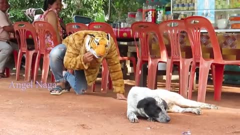 Tiger head fake pake prank vs dogs funny funny prank