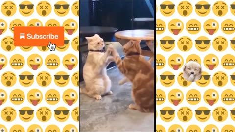 Try Not To Laugh Challenge - Funny Cat Vines compilation