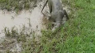 Dog playing in mud outside and jumping on it