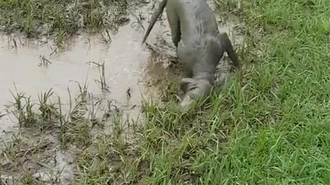 Dog playing in mud outside and jumping on it