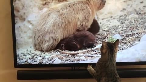 Cat eagerly watching animal channel on TV