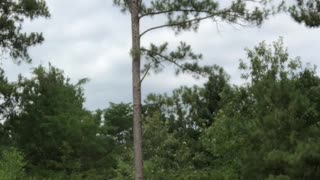 Taking Down Huge Pine Tree with Skid Steer