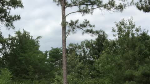 Taking Down Huge Pine Tree with Skid Steer