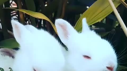 How do Rabbits play with their siblings?