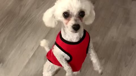 Newly adopted Bichon/ poodle mix delights owners with her impromptu moonwalking