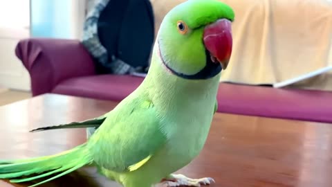 Funny Parrot Talking and Dancing | Funny Pet video | Cute Animals