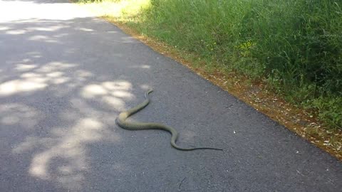 Serpiente Cruzando la Carretera