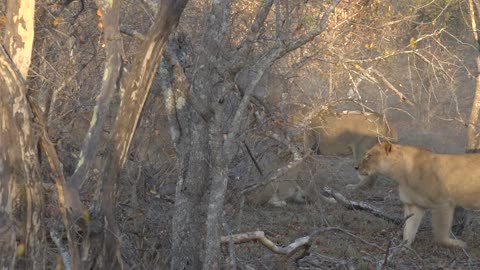 Lion Family Feud