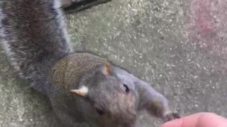 Cute squirrel eats right out of hand.