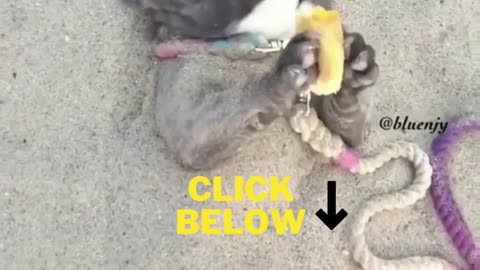 Funny Dog Eat in the Beach