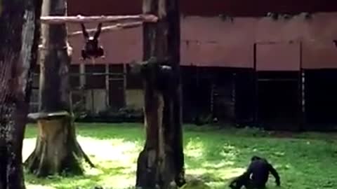 Funny young orangutan pee on her mother