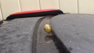 Speedy Snail!
