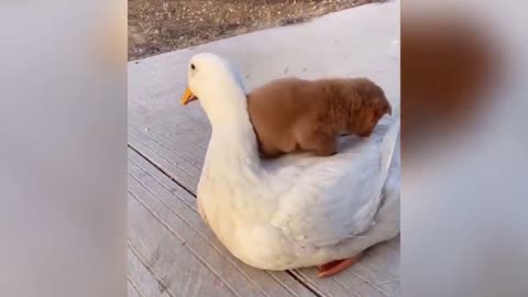 Cute puppy riding duck