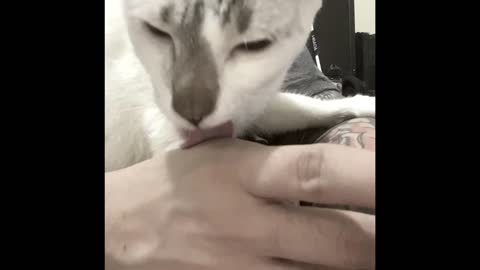 My cat licking my finger like a treat 😂