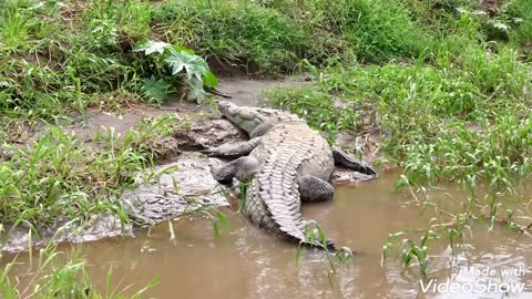 Crocodile eats each other🤨