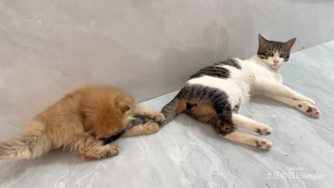 The kitten is very angry he doesn't want to befriend the rooster.