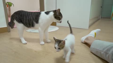 The Rescued Kitten and the Big Cat Want to Know More about Each Other │ Episode.07