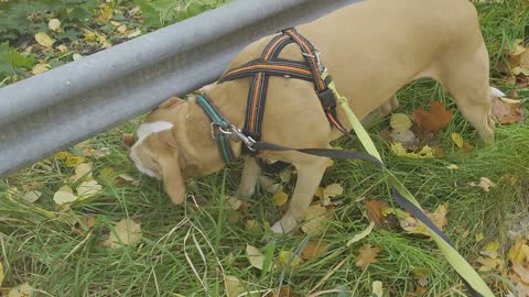 Autumn dog walk