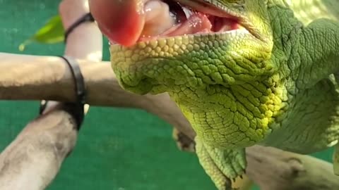 Amazing chameleon Tongue!