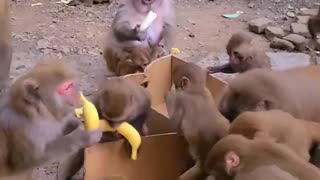Feed bananas to the monkeys. It's fun for monkeys to eat