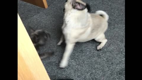 French Bulldog Puppy is not to be messed with
