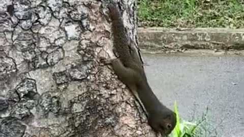 Cute Squirrel Stressed Lunch 🐿️🐿️🐿️