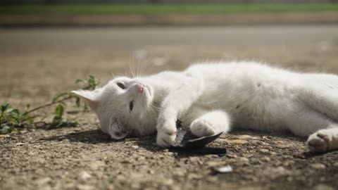 cat having sunbath outside the road