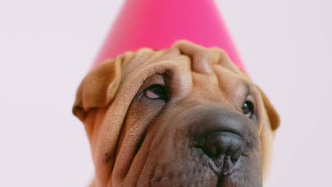 Cute Wrinkled Puppy with a Party Hat