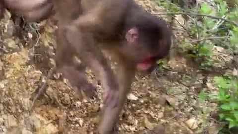 #babymonkey #Animal #Animalht #monkeys #animallovers❤️ #cocakamonkey animals #viral #monkey #cute_2