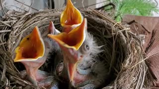 Sleepy Baby Birds Fooled by Knock Into Thinking It's Feeding Time
