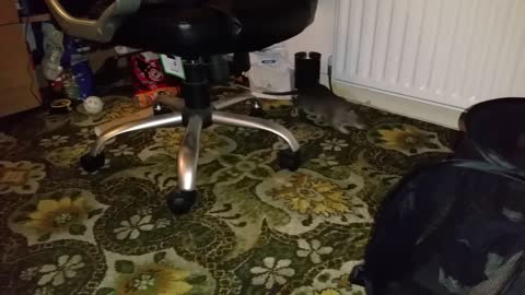 Rat fail the chair