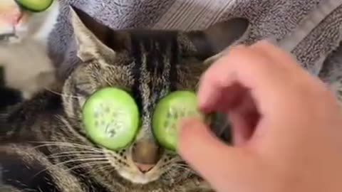 Man has a spa day with his three cats