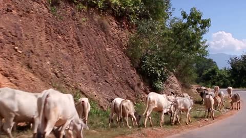 Grazing cows in the mountainous area. Herd of cows walking along the road. Mountain serpentine.