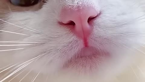 Cat wink