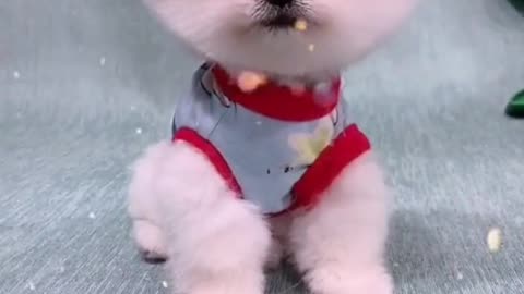 So Cute Puppy having some beauty time