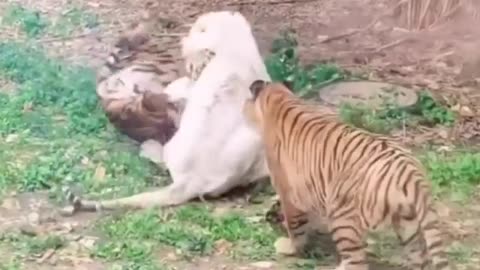 Tigers and a white lion fight