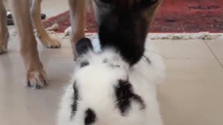 Tasty bunny