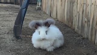 Fluffy rabbit slow motion spazzes out