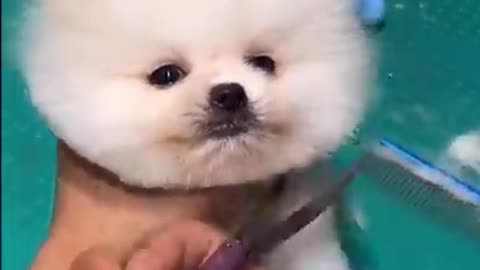 Cute baby dog pomerian 🤣🤣 funny transformation