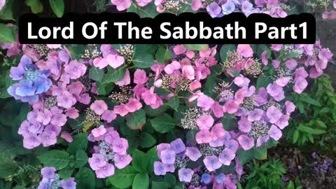 Bible Reading | Bible Study Lord Of The Sabbath Part1