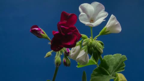 Beautiful Time Lapse Video of Flowers Blooming