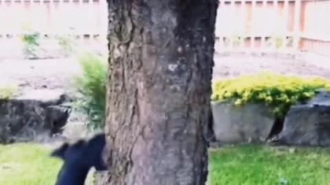DOG Catching Squirrel