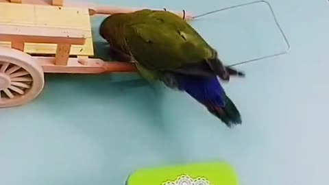 Trained a Parrot on My voice