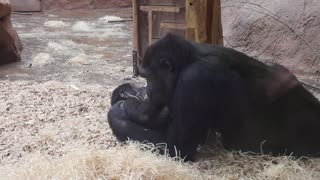Two young gorillas caught playfighting