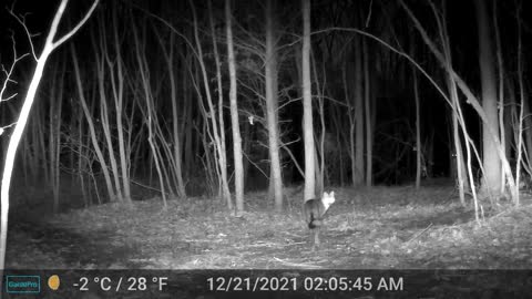 Gray Fox and Whitetail Deer Stare Down
