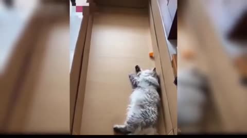 Funny cat videos Funny cats funny moment videos