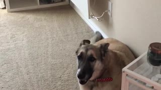 German shepherd whines for treats on grey carpet