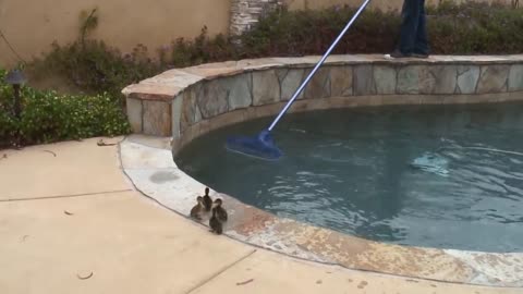 Ducks escape water pool amazing video..