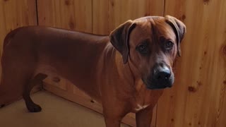 Mister Brown The Rhodesian Ridgeback; Spontaneous Drill in the Kitchen