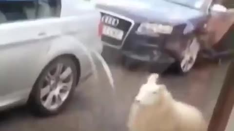 A very happy sheep dancing for its boss